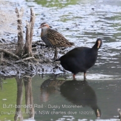 Gallirallus philippensis (Buff-banded Rail) at Wairo Beach and Dolphin Point - 10 Dec 2019 by Charles Dove