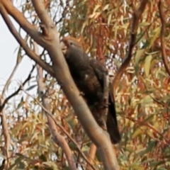 Callocephalon fimbriatum (Gang-gang Cockatoo) at Acton, ACT - 25 Dec 2019 by HelenCross