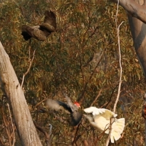 Callocephalon fimbriatum at Acton, ACT - suppressed