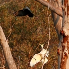 Callocephalon fimbriatum at Acton, ACT - suppressed