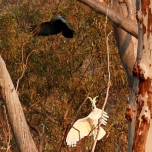 Callocephalon fimbriatum at Acton, ACT - suppressed