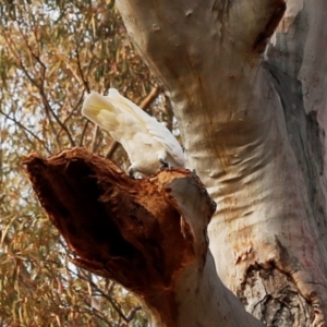 Callocephalon fimbriatum at Acton, ACT - suppressed