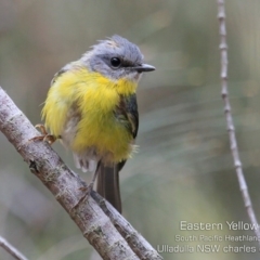 Eopsaltria australis (Eastern Yellow Robin) at South Pacific Heathland Reserve - 14 Dec 2019 by CharlesDove