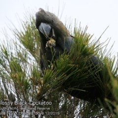 Calyptorhynchus lathami lathami (Glossy Black-Cockatoo) at South Pacific Heathland Reserve - 13 Dec 2019 by Charles Dove