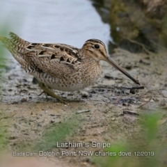 Gallinago hardwickii (Latham's Snipe) at Wairo Beach and Dolphin Point - 10 Dec 2019 by Charles Dove