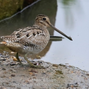 Gallinago hardwickii at Burrill Lake, NSW - 11 Dec 2019