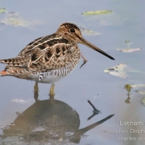 Gallinago hardwickii at Burrill Lake, NSW - 11 Dec 2019