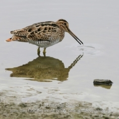 Gallinago hardwickii at Burrill Lake, NSW - 11 Dec 2019