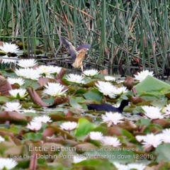 Ixobrychus dubius (Australian Little Bittern) at Burrill Lake, NSW - 12 Dec 2019 by CharlesDove