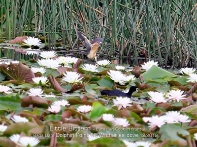 Ixobrychus dubius (Australian Little Bittern) at Burrill Lake, NSW - 12 Dec 2019 by CharlesDove