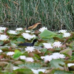 Ixobrychus dubius at Burrill Lake, NSW - 12 Dec 2019