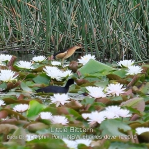 Ixobrychus dubius at Burrill Lake, NSW - 12 Dec 2019