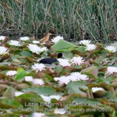 Ixobrychus dubius at Burrill Lake, NSW - 12 Dec 2019