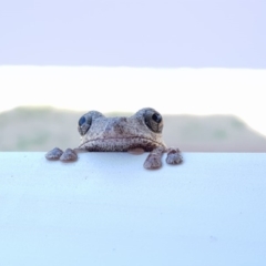 Litoria peronii (Peron's Tree Frog, Emerald Spotted Tree Frog) at Eden, NSW - 25 Dec 2019 by Allan