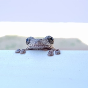 Litoria peronii at Eden, NSW - 26 Dec 2019