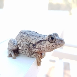 Litoria peronii at Eden, NSW - 26 Dec 2019 09:36 AM