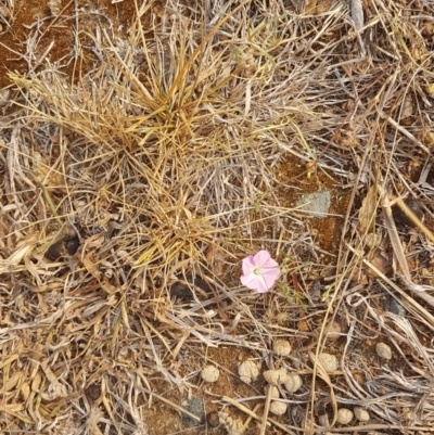 Convolvulus angustissimus subsp. angustissimus (Australian Bindweed) at Wright, ACT - 25 Dec 2019 by Enello