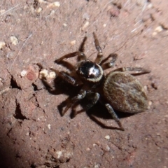 Maratus griseus (Jumping spider) at Flynn, ACT - 23 Dec 2019 by Christine