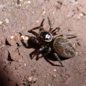 Maratus griseus at Flynn, ACT - 23 Dec 2019