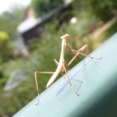 Mantodea (order) (Unidentified praying mantis) at Curtin, ACT - 22 Dec 2019 by Christine