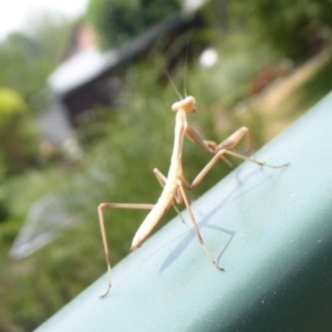 Mantodea (order) at Curtin, ACT - 22 Dec 2019 12:08 PM