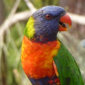 Trichoglossus moluccanus at Flynn, ACT - 21 Dec 2019 04:50 PM