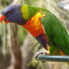 Trichoglossus moluccanus at Flynn, ACT - 21 Dec 2019 04:50 PM