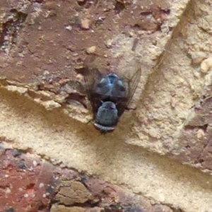 Calliphora sp. (genus) at Flynn, ACT - 21 Dec 2019 04:44 PM