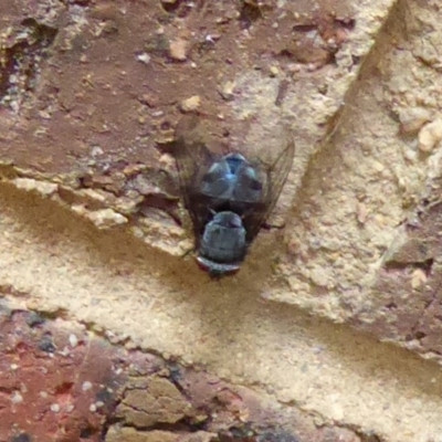 Calliphora sp. (genus) (Unidentified blowfly) at Flynn, ACT - 21 Dec 2019 by Christine