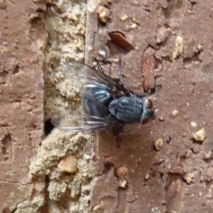 Calliphora sp. (genus) at Flynn, ACT - 21 Dec 2019 04:44 PM