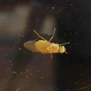 Lauxaniidae (family) at Flynn, ACT - 21 Dec 2019 04:49 PM