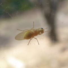 Lauxaniidae (family) at Flynn, ACT - 21 Dec 2019 04:49 PM