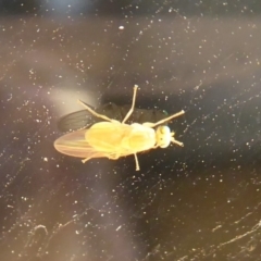 Lauxaniidae (family) at Flynn, ACT - 21 Dec 2019 04:49 PM