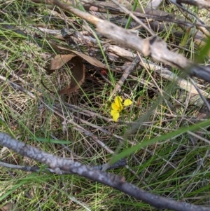 Diuris monticola at Tennent, ACT - 25 Dec 2019