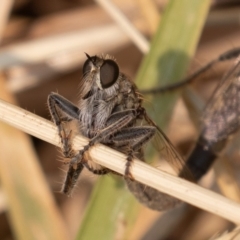 Bathypogon sp. (genus) (A robber fly) at Fyshwick, ACT - 26 Dec 2019 by rawshorty