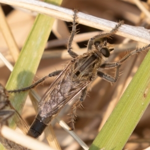 Bathypogon sp. (genus) at Fyshwick, ACT - 26 Dec 2019