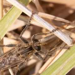 Bathypogon sp. (genus) at Fyshwick, ACT - 26 Dec 2019