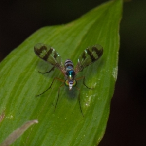 Heteropsilopus ingenuus at ANBG - 24 Dec 2019 12:12 PM