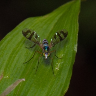 Heteropsilopus ingenuus (A long-legged fly) at ANBG - 24 Dec 2019 by rawshorty