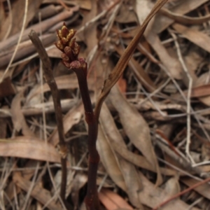 Dipodium roseum at Gundaroo, NSW - suppressed