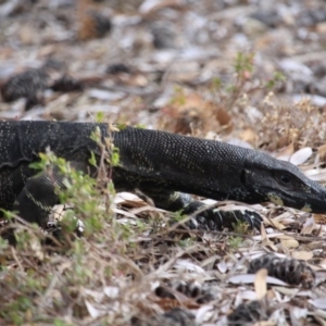 Varanus varius at Bournda, NSW - suppressed