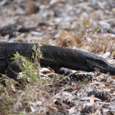 Varanus varius (Lace Monitor) at Bournda National Park - 22 Dec 2019 by RossMannell