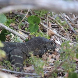 Varanus varius at Bournda, NSW - suppressed