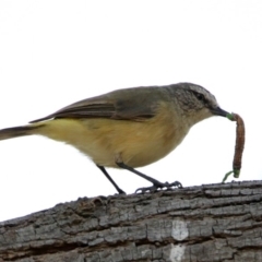 Acanthiza chrysorrhoa (Yellow-rumped Thornbill) at Fyshwick, ACT - 24 Dec 2019 by RodDeb