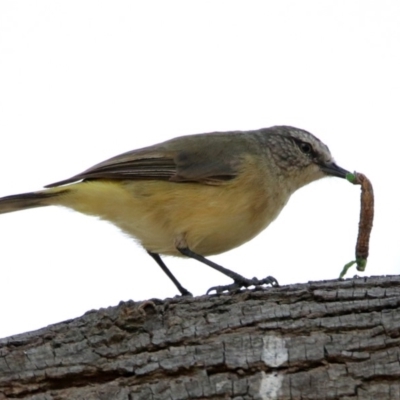 Acanthiza chrysorrhoa (Yellow-rumped Thornbill) at Fyshwick, ACT - 24 Dec 2019 by RodDeb