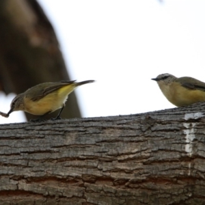 Acanthiza chrysorrhoa at Fyshwick, ACT - 24 Dec 2019 10:57 AM