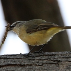 Acanthiza chrysorrhoa at Fyshwick, ACT - 24 Dec 2019