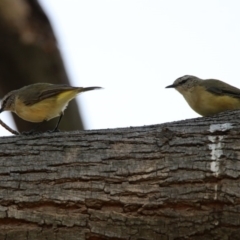 Acanthiza chrysorrhoa at Fyshwick, ACT - 24 Dec 2019 10:57 AM