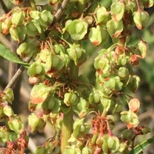 Rumex crispus at Numeralla, NSW - 22 Dec 2019 03:46 PM