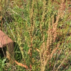 Rumex crispus at Numeralla, NSW - 22 Dec 2019 03:46 PM